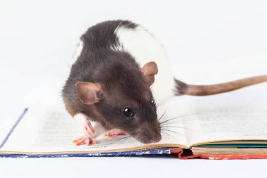 Rat bir kitaba bakıyor. Dekoratif sıçan beyaz arka planda izole edildi.