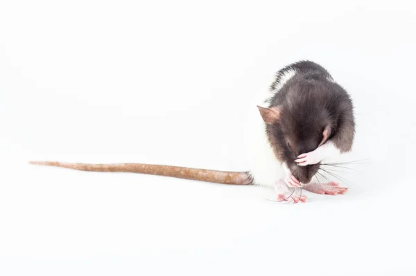 ネズミは足で洗濯している 白い背景に隔離されたラットを発見しました 家畜化されたネズミが接近中 げっ歯類 — ストック写真