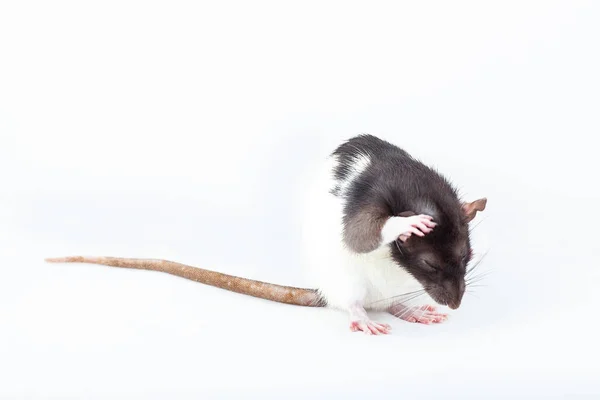 Die Ratte Wäscht Sich Mit Ihren Pfoten Gefleckte Ratte Isoliert — Stockfoto
