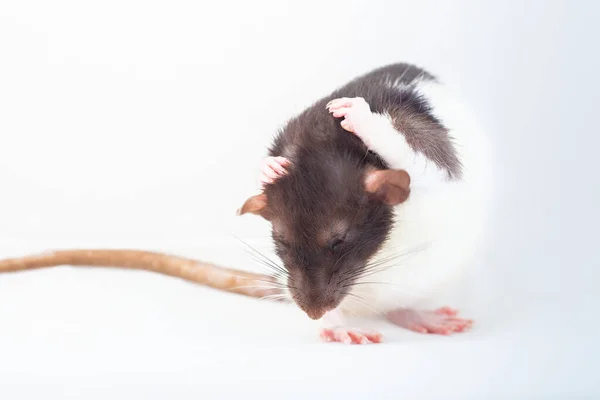 Крыса Моется Лапами Пятнистая Крыса Выделена Белом Фоне Домашняя Крыса — стоковое фото