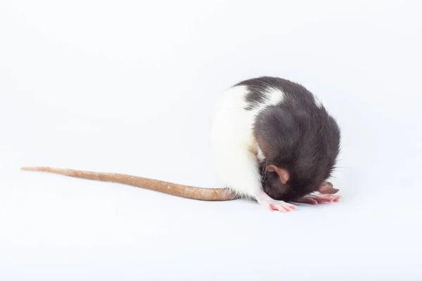 Rata Está Lavando Con Sus Patas Rata Manchada Aislada Sobre — Foto de Stock