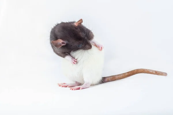 Крыса Моется Лапами Пятнистая Крыса Выделена Белом Фоне Домашняя Крыса — стоковое фото