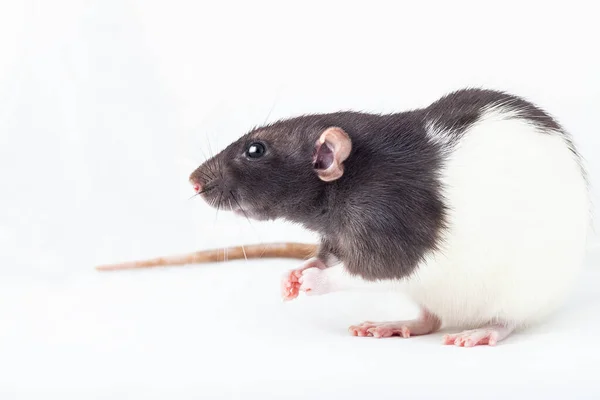 Czarno Biały Szczur Odizolowany Białym Tle Szczur Dekoracyjny — Zdjęcie stockowe