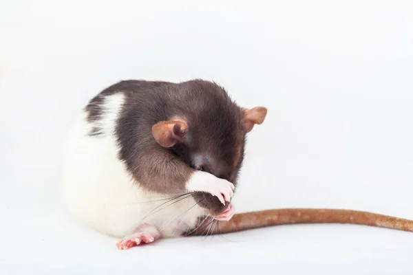 Rata Está Lavando Con Sus Patas Rata Manchada Aislada Sobre —  Fotos de Stock