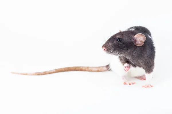 Черно Белая Крыса Изолирована Белом Фоне Домашняя Декоративная Крыса — стоковое фото