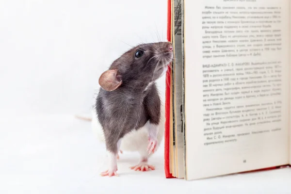 Rat Kijkt Een Boek Decoratieve Rat Geïsoleerd Een Witte Achtergrond Rechtenvrije Stockafbeeldingen