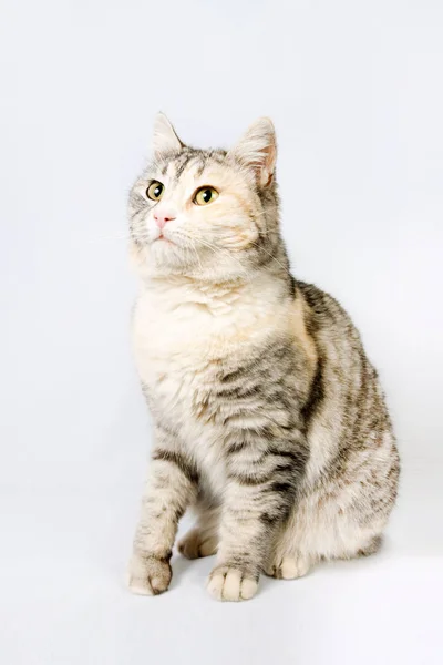 Siege De Chat Repere A Poil Court Genealogique Animal Domestique Fourrure Stock Photo Siege De Chat Repere A Poil Court Genealogique Animal Domestique Fourrure Stock Photo