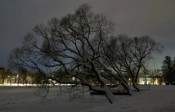 Paisagem noturna de inverno com campo nevado, árvores sem folhas e lago congelado no parque da cidade . Imagens De Bancos De Imagens