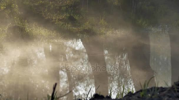 La niebla se arrastra por el agua. Reflexiones de los árboles . — Vídeos de Stock