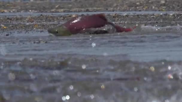 Spawning sockeye salmon. Red salmon enters the river. — Stock Video