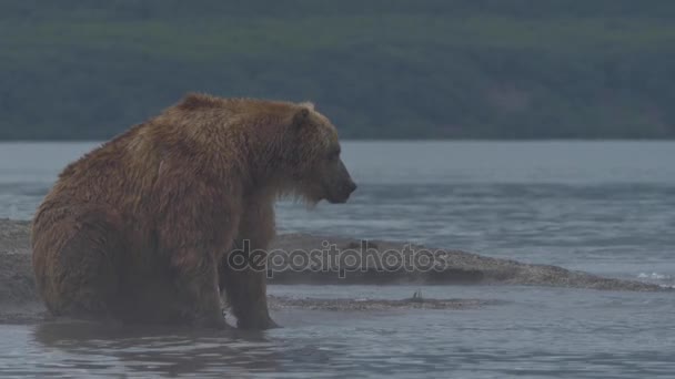 Бурый медведь пытается поймать рыбу — стоковое видео