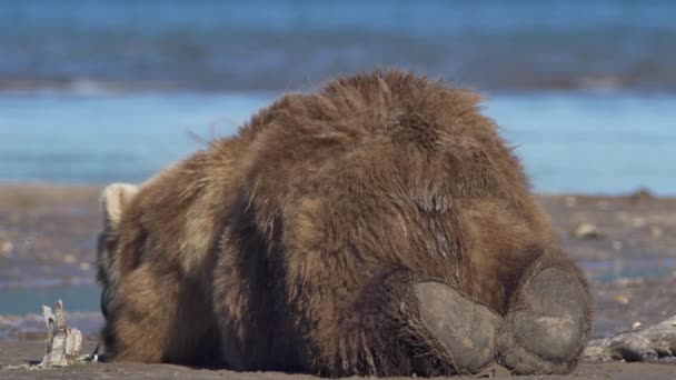 Brown bear sleeping. — Stock Video