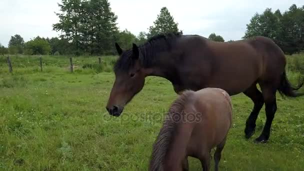 Die neugierigen Ponys. — Stockvideo