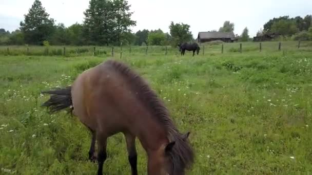 The inquisitive ponies. — Stock Video