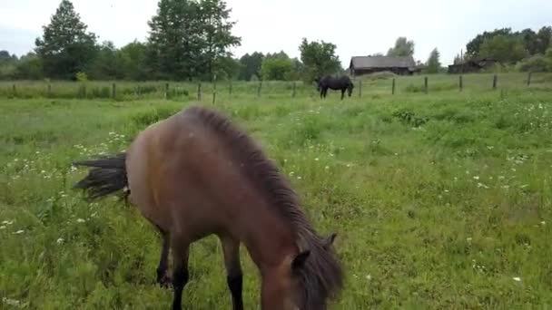 Les poneys curieux .