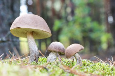 kahverengi-cap moss ormanda mantar