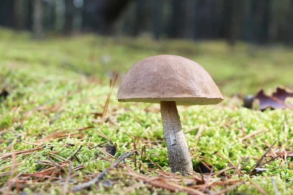 Brown-cap mushroom in moss — Stock Photo, Image