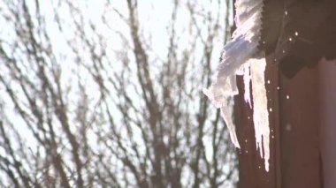 Icicle'ı eritmek güneş ağacı