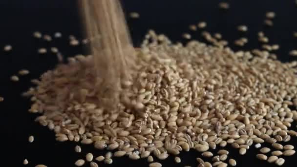 Wholegrain falls black background — Stock Video