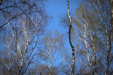 Huş grove gökyüzü
