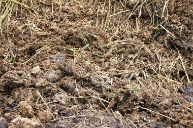 karışık saman saman gübre