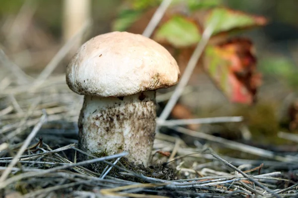 Piccoli funghi bianchi crescono nella foresta — Foto Stock