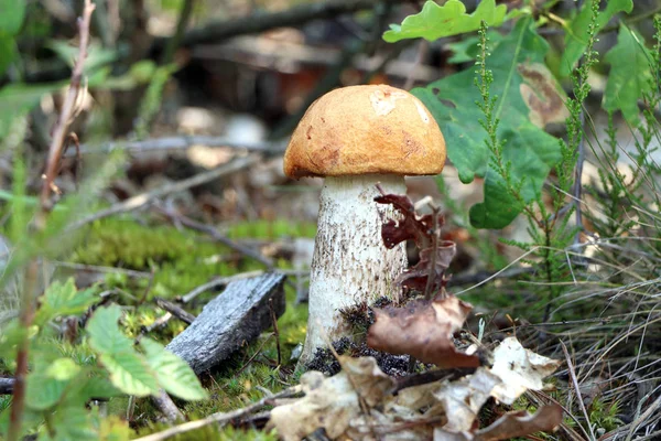버섯 숲에서 성장 — 스톡 사진