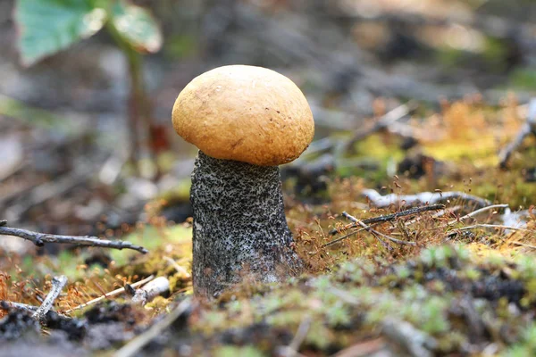 Kleines Lccinum wächst im Wald — Stockfoto