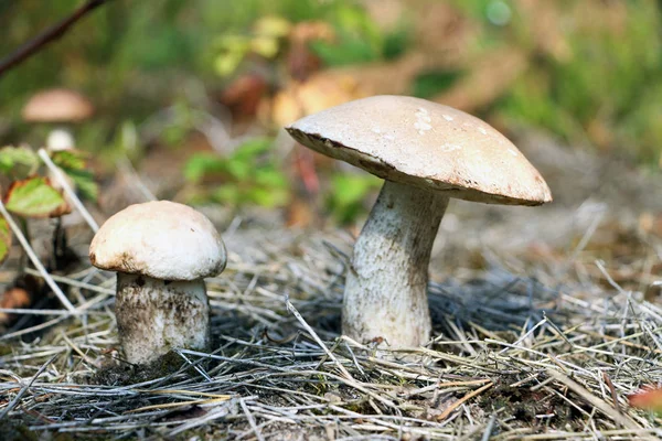 Білі гриби ростуть у лісі — стокове фото
