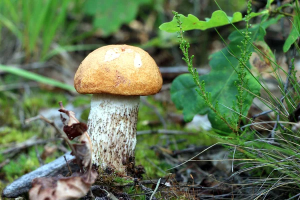 Piccolo fungo Leccinum cresce — Foto Stock