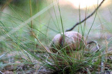 Boletus Çimler uzuyor