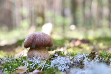 Boletus moss ormanda büyür