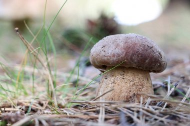 Boletus ormanda büyür