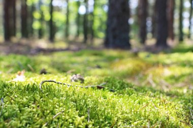 Orman moss duvar kağıdı arka plan