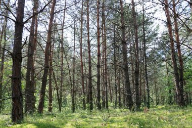Çam ormanı güneş ışınları kurutulmuş