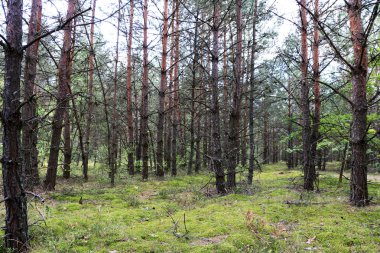 Kurutulmuş çam ormanı