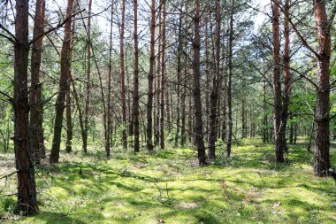 Çam ormanı güneş ışınları
