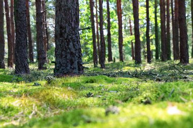 Çam gövde orman yosun
