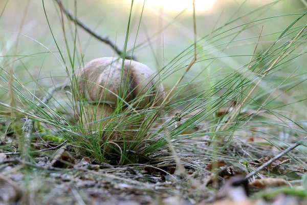 Boletus växa i morgondimman — Stockfoto