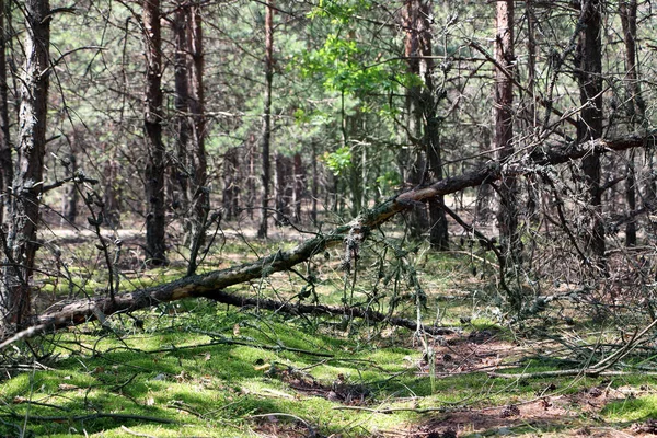 Padlé borovice v lese — Stock fotografie