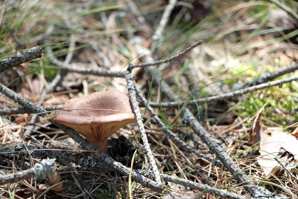 Несъедобный гриб в ветвях — стоковое фото