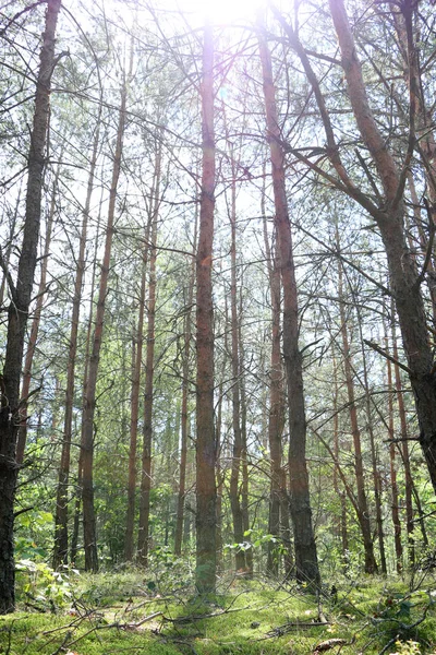 Çam ormanı güneş ışınları dikey — Stok fotoğraf