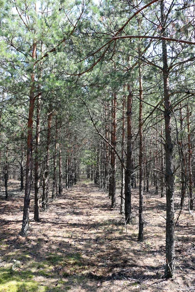 Pine forest planting vertical — Stock Photo, Image