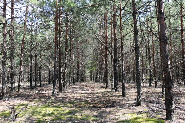 Сосновий ліс посадка вертикальна — стокове фото