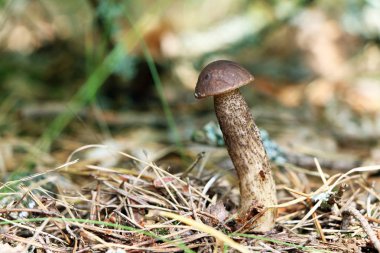 kahverengi kap boletus ahşap