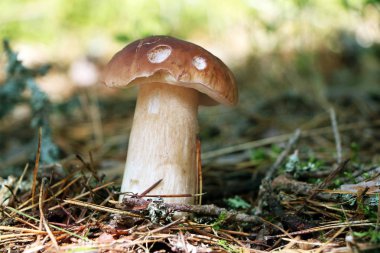 ahşap büyük cep büyüyen