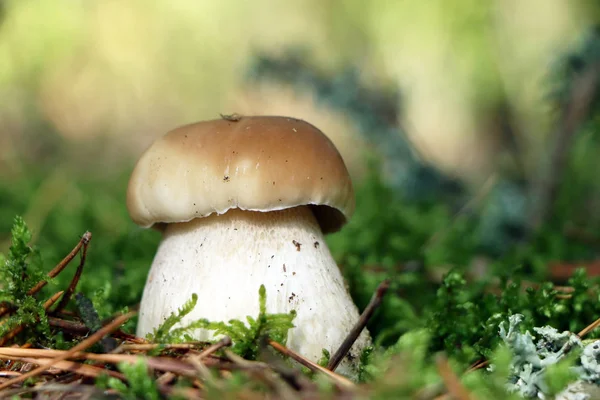 Un petit cep grandir dans le bois — Photo