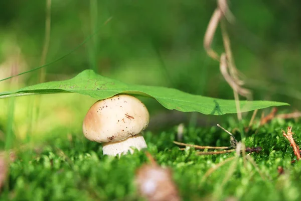Small cep under leaf — Stock Photo, Image
