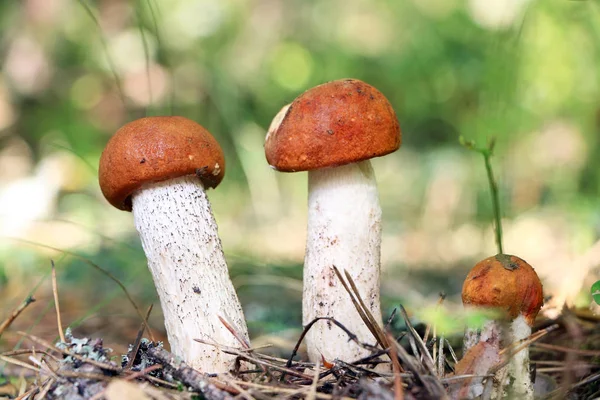 작은 오렌지 모자 boletus 클로즈업 — 스톡 사진