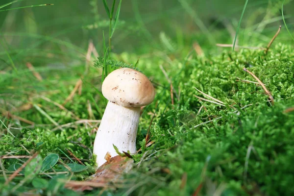Il piccolo fungo bianco cresce in muschio — Foto Stock